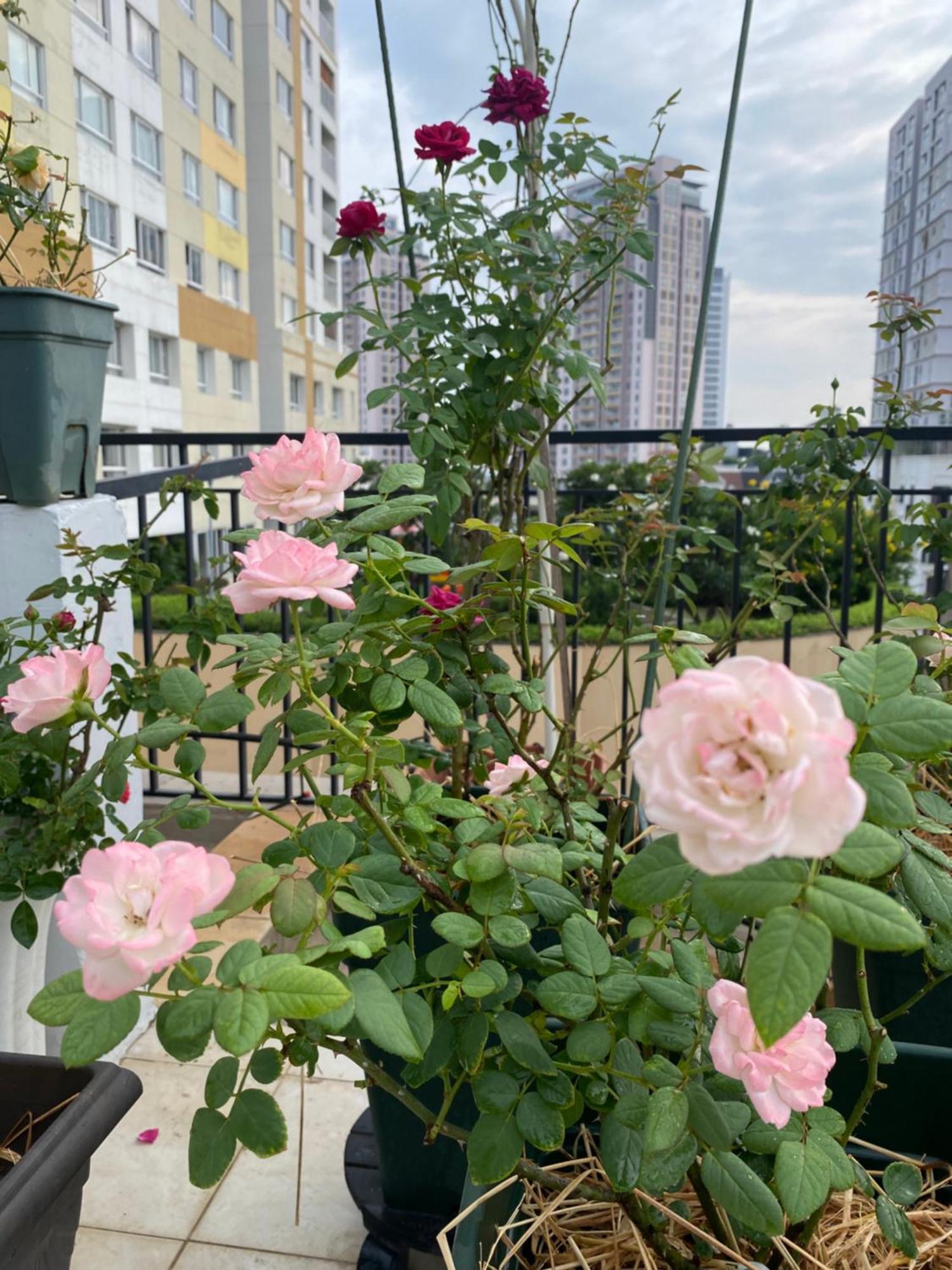Homey Apartment Πόλη Χο Τσι Μινχ Εξωτερικό φωτογραφία