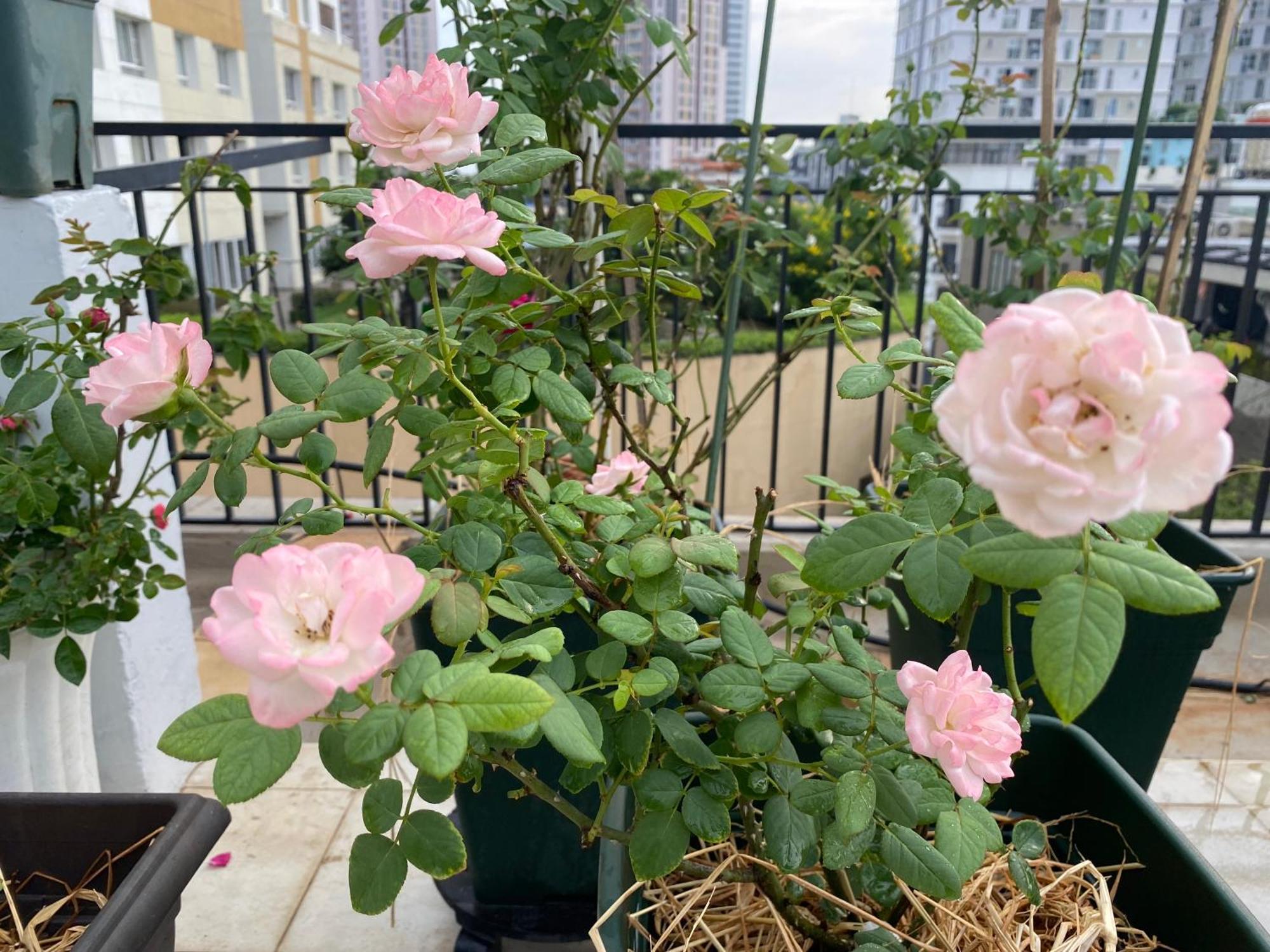 Homey Apartment Πόλη Χο Τσι Μινχ Εξωτερικό φωτογραφία